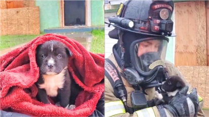 Cadelinha que estava fechada em mochila dentro de residência em chamas é salva.