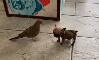 A pombinha e o cachorrinho formaram uma linda amizade.