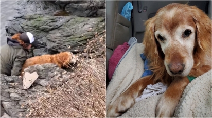 Comunidade se mobiliza e encontra cão golden retriever perdido por 5 dias.