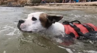 O cão estava como seu dono na praia quando percebeu que o garoto estava se afogando.