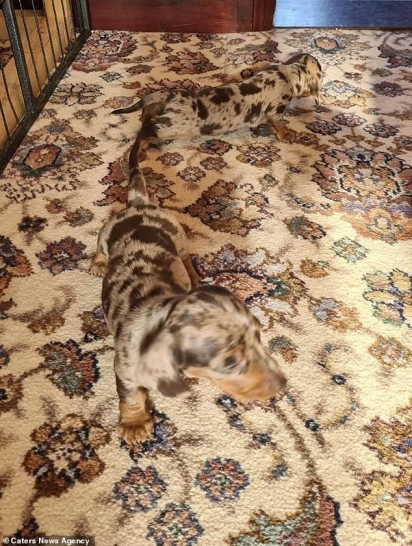 Os cães filhotes da raça dachshund (popular salsicha) resolveram passear pela casa e se camuflaram no tapete.