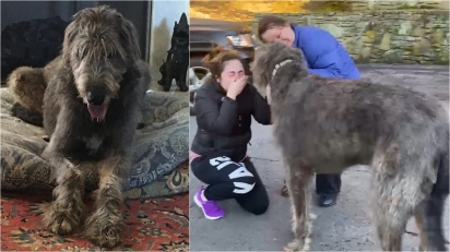 Família tem reencontro emocionante com cachorro perdido após acidente de carro