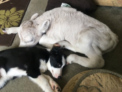 A bezerrinha adora tirar uma soneca com os seus irmãos caninos.