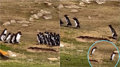 Pinguim distraído se perde de grupo mas é avisado por amigo em cena hilária.
