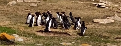 Os pinguins conversando: “Taca a mãe pra ver se quica”.