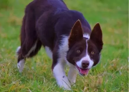 Border collie mais caro do mundo é vendido por R$ 107 mil - Época Negócios