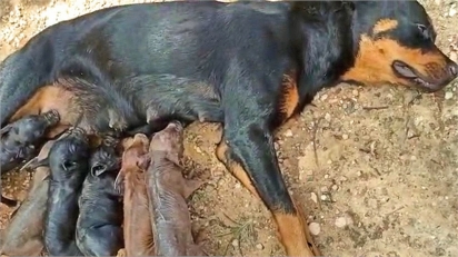 Cadela rottweiler acolhe e amamenta filhotes de porco que perderam a mãe no parto.