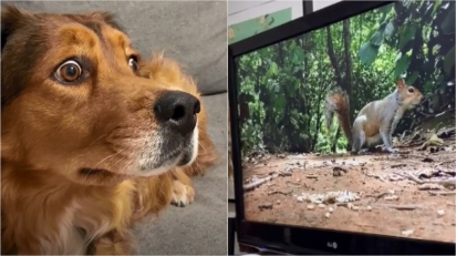 Cadela tem a melhor reação quando vê esquilos ‘dentro’ da TV.