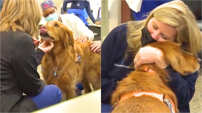 Cão de terapia golden retriever ajuda a aliviar estresse dos profissionais de saúde durante a pandemia.