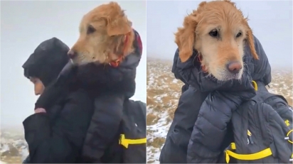 Homem encontra cadela labradora perdida em montanha e a carrega por 10 km.