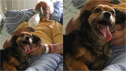 Idoso de 92 anos recebe última visita de sua amada cachorrinha antes de falecer.