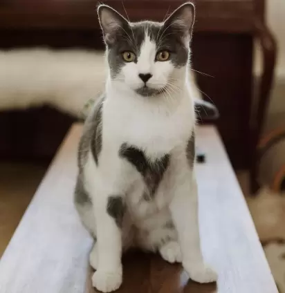 River, o gato que tem um coração para cada crush. 