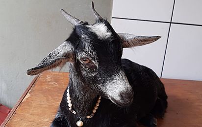 Suely percorreu cerca de 400 km de Goiatuba à Brasília para comprar a mini cabra. 