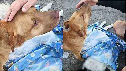 Cão comunitário perde o seu melhor amigo atropelado e tenta arrastá-lo até a calçada.