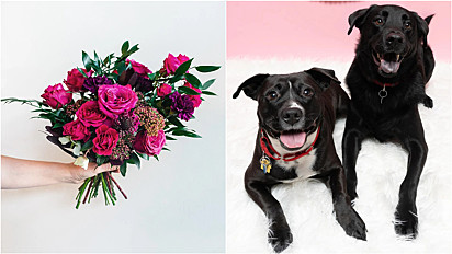 Floricultura americana ‘contrata’ cães como entregadores para o dia dos namorados