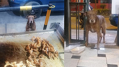 Cachorro de rua espera pacientemente restaurante fechar para ganhar comida.