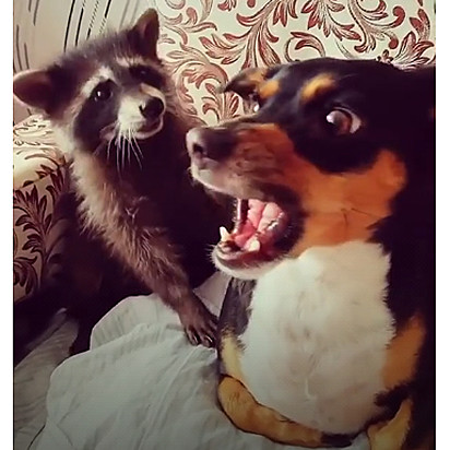 O guaxinim tenta uma aproximação carinhosa, mas o cachorro não quer amizade.