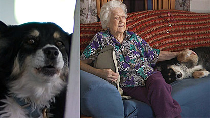 A cadela Lulu herdou cerca de 5 milhões de dólares de seu antigo dono.