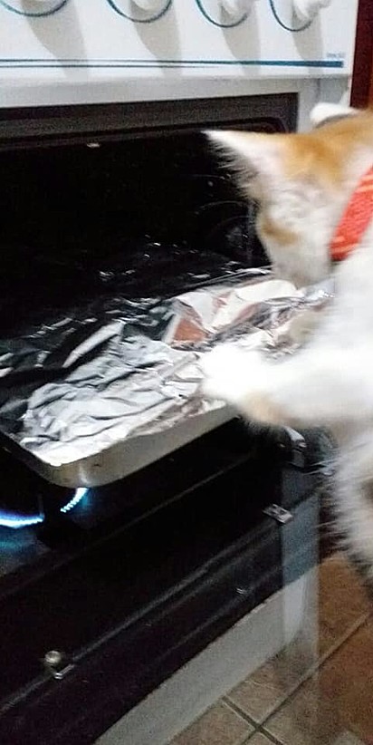 Com muito cuidado, a gata coloca a bandeja no forninho.