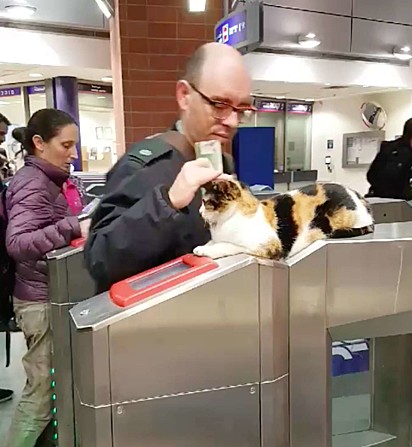 Passageiro de metrô de Israel faz carinho na gatinha Mitsi
