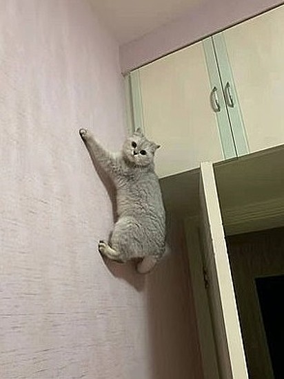 “Tá olhando o quê? Nunca viu uma gata descansando grudada na parede?”.