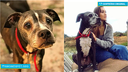 Mulher adota cão idoso e com câncer terminal na Flórida (EUA).