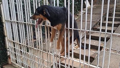 O cão fez a tentativa de sair de casa pelas grades do portão e acabou ficando preso.