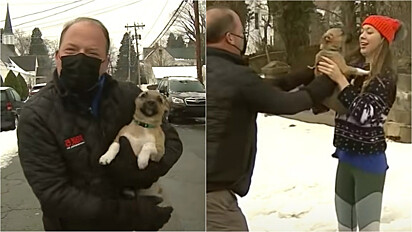 Cachorrinha invade transmissão ao vivo e repórter a devolve para dona.