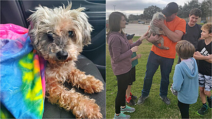 A cachorrinha despareceu durante uma mudança da família que ocorreu dias antes do furacão Harvey atingir o Texas.