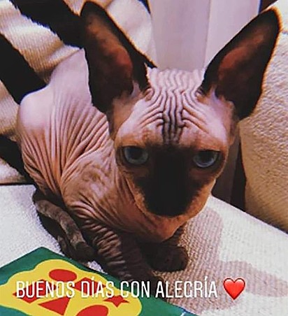 O gato Pepe, da rara Sphynx, vive com a família de Cristiano desde de 2018.