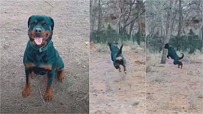 Dono grava vídeo do seu rottweiler pulando como uma gazela.