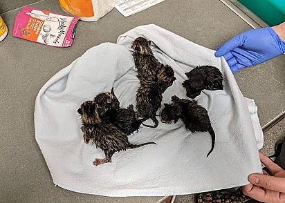 A gatinha deu à luz 6 filhotes.