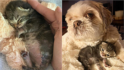 Gatinha passou por um procedimento cirúrgico de risco e cão permanece ao seu lado durante recuperação.