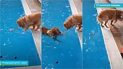 Golden retriever tenta pegar brinquedo da piscina e outro dourado vendo a situação gentilmente o alcança.