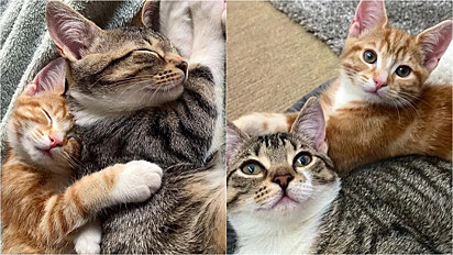 A gatinhas Lola e Poppy, que residem na Inglaterra com a sua família, formaram uma linda amizade.