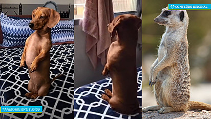 Dono filma sua cachorrinha sentada sobre duas patinhas na cama, parecendo um suricato.