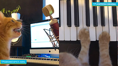 O gatinho Monsieur Paterson tem feito o maior sucesso no Instagram com as suas músicas remixadas. 