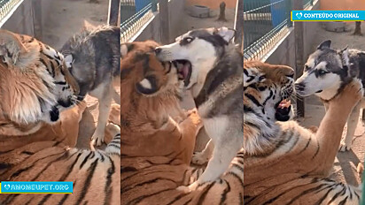 A cena do husky siberiano tentando convencer o seu amigo tigre-de-bengala a brincar, tem chamado a atenção dos internautas.