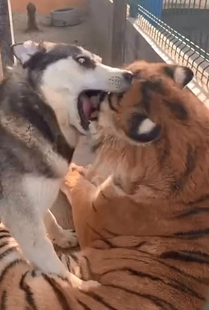 O husky siberiano tenta de todas as maneiras chamar a atenção do seu amigo tigre-de-benga.