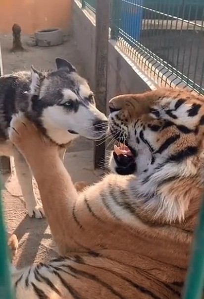 O tigre-de-bengala coloca a pata no husky como se estivesse pedindo para ele parar a brincadeira.