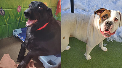 Oliver (à esquerda) de 5 anos, é o maior cachorro e adora sua matilha. Winston (à direita) de 5 anos, é um cão otimista que cuida de sua pequena “irmã” chihuahua.