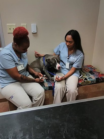 Após o resgate ela foi encaminhada para a clínica veterinária onde foi constatado que estava tudo bem com a sua saúde.