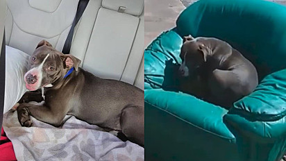 A pit bull foi resgata em 2018 em Houston, Texas, Estados Unidos.