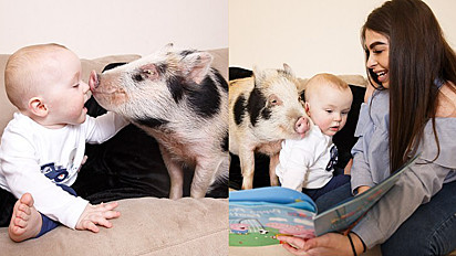 Mulher presenteia filho com mini porca, pelo fato dele adorar o desenho da Peppa Pig. E desde que a porquinha foi adotada o bebê não se desgruda dela.