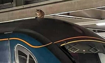 O gatinho se recusou a sair do local. A equipe da estação de trem levou duas horas e meia para resgatar o felino.