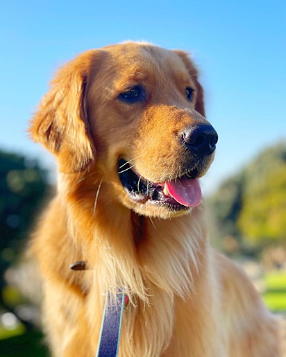 Raça golden retriever.