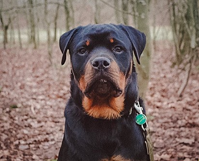 Raça rottweiler.