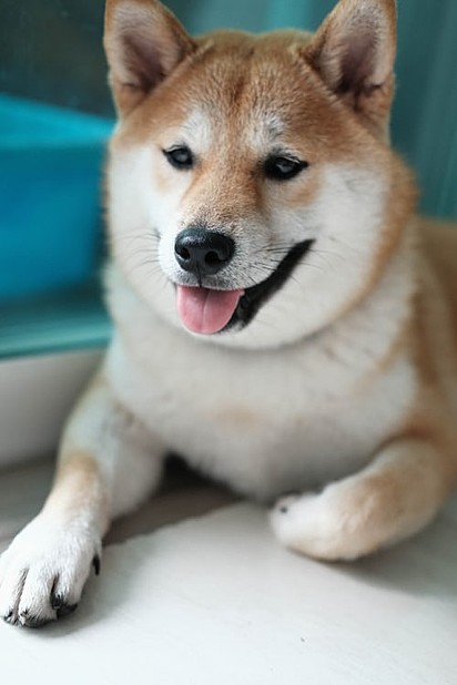 Raça shiba inu.