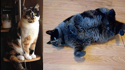 O antes e depois da gata Cami.