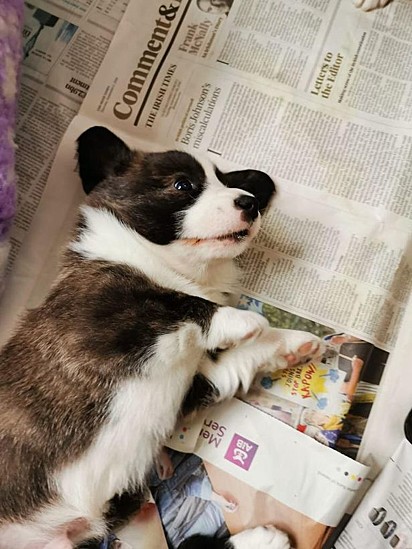 O roubo de cães tem sido frequente no mundo, pela alta procura desses animais durante a pandemia.